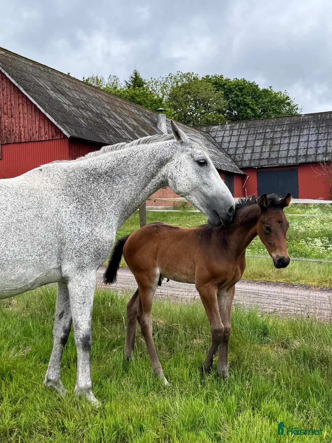 Hoppning hästar till salu: Fantastic Colt for Sale – by Hardrock Z x Indoctro i Ullared - Annons 9