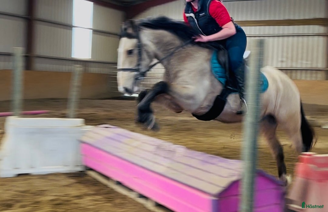 Allround hästar till salu: Gorgeous Dun Gelding i Ljungby - Annons 6