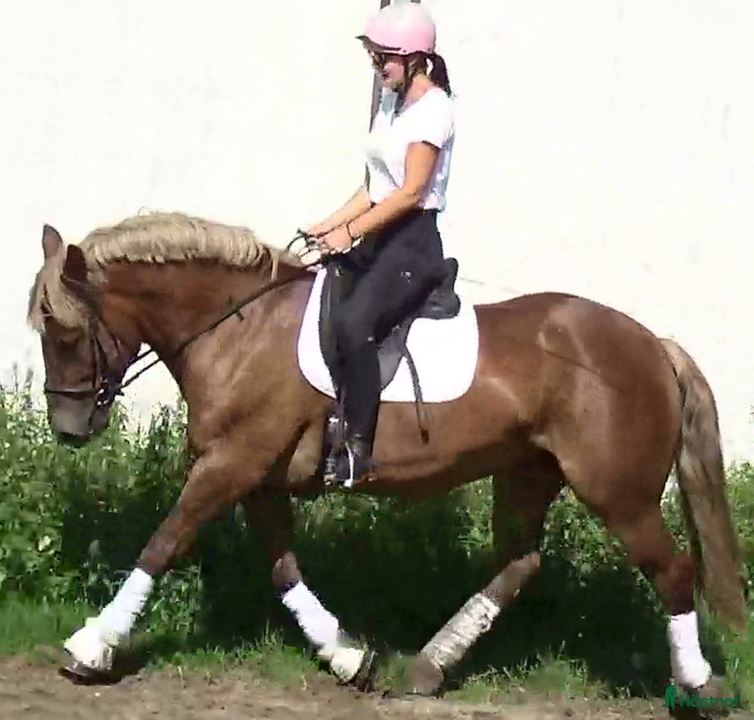 Allround hästar till salu: The best Mother & Daughter horse, dressage/jumping i Örsundsbro - Annons 13