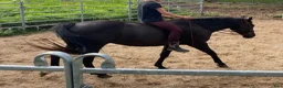 Western hästar till salu: Quarterhorse Western Övrigt - Annons 6