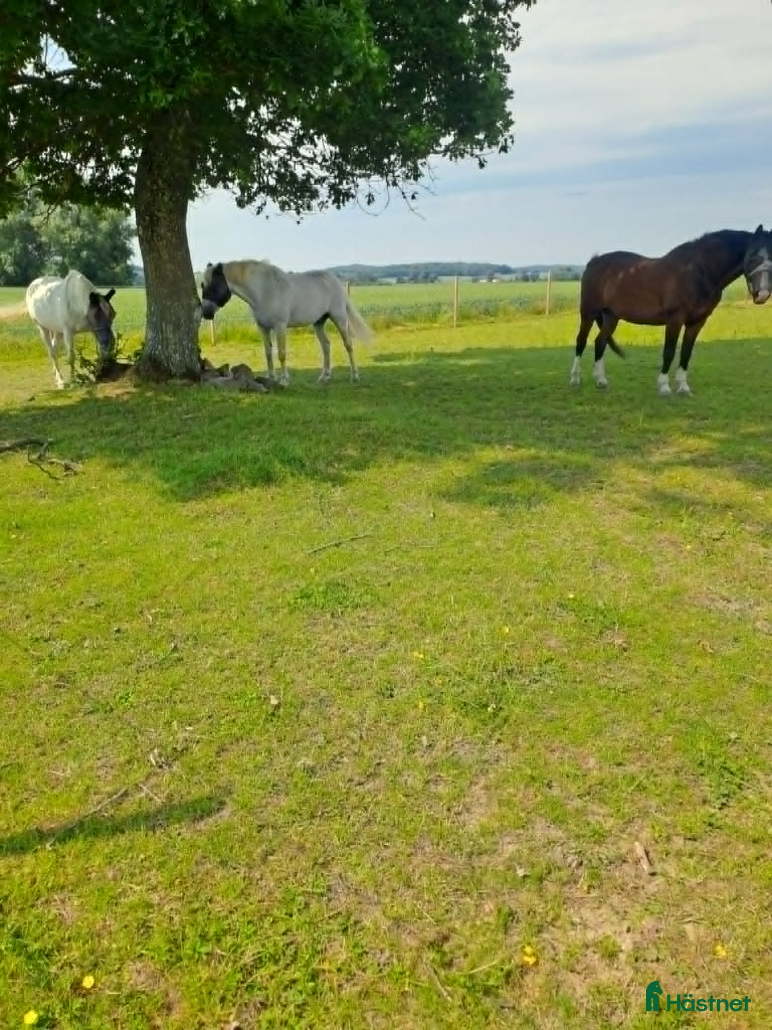  stallplats 1 Ledig stallplats/litet eget stall 2 boxar - Annons 1