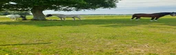  stallplats finnes: 1 Ledig stallplats/litet eget stall 2 boxar i Skurup - Annons 1