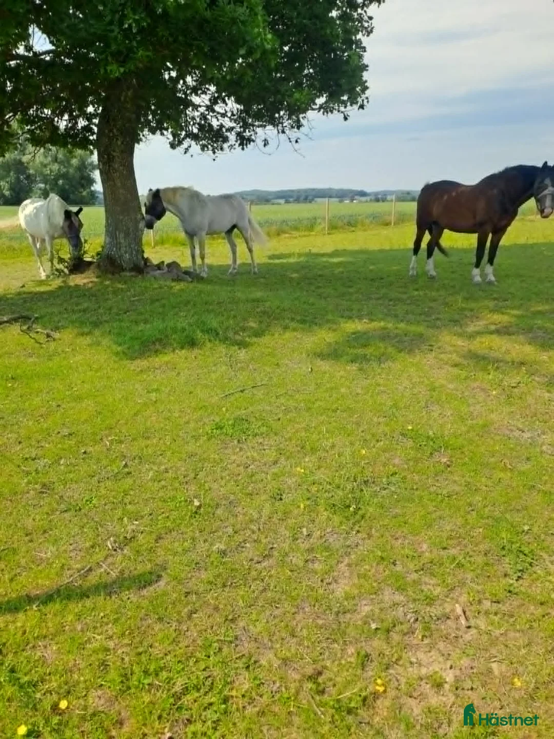  stallplats finnes: 1 Ledig stallplats/litet eget stall 2 boxar i Skurup - Annons 1