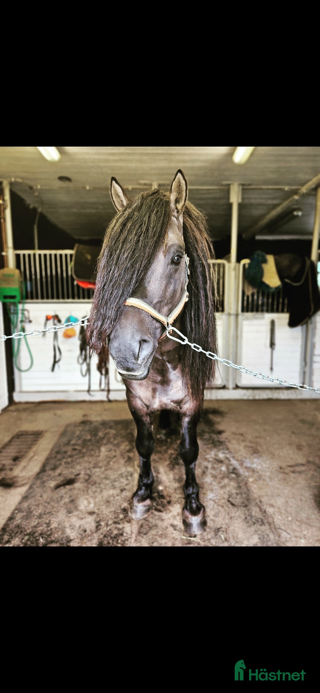 Avelshästar hästar till salu: Unik avelshingst med färgen musblack. i Byske - Annons 13