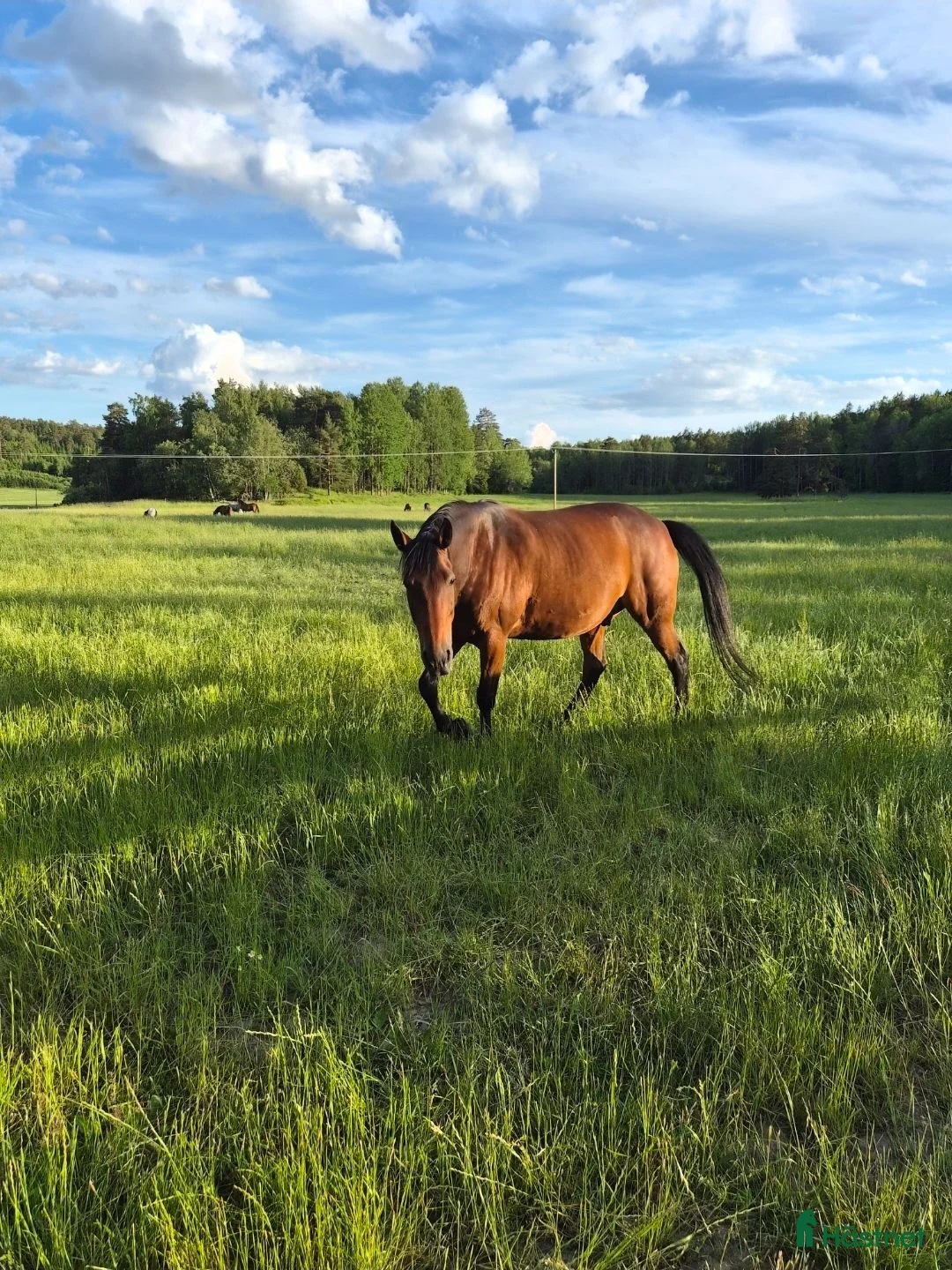 Sällskap hästar till salu: Världens snällaste 10-åring! i Täby - Annons 2