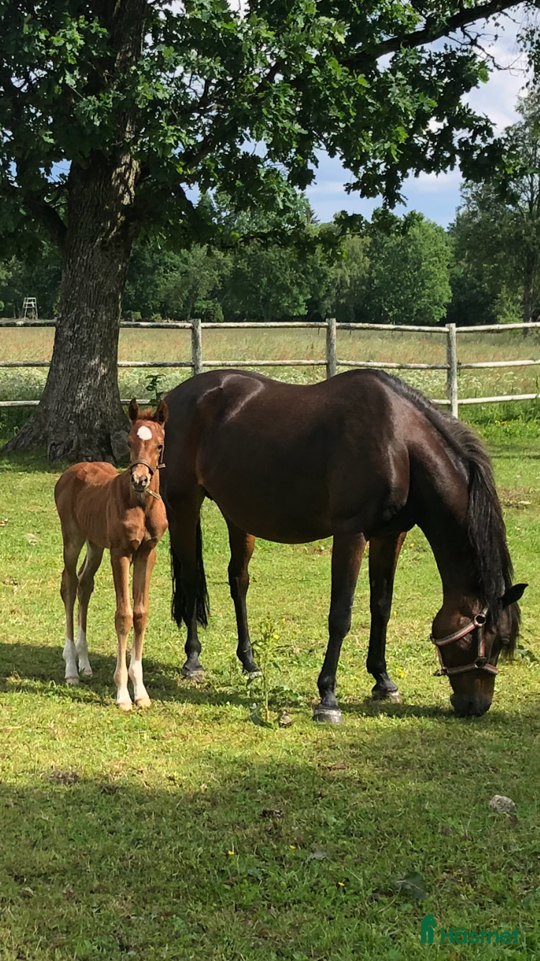 Allround hästar till salu: Häst med wow e: Heartbeat  i Hestra - Annons 3