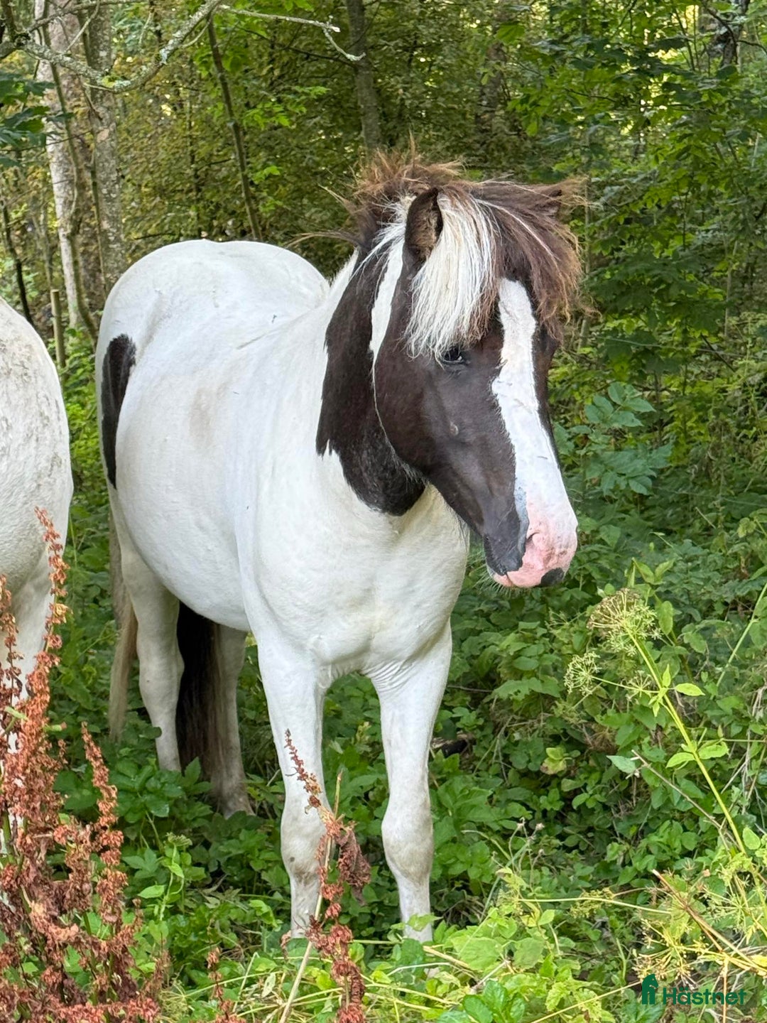 Island hästar till salu: Unghingst söker sin egna människa!  - Annons 6
