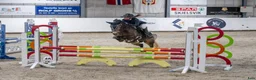 Hoppning hästar till salu: Vakker welsh part bred hoppe i Tønsberg - Annons 4