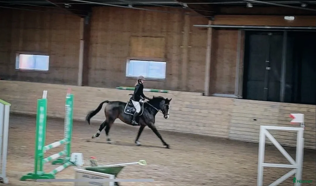  medryttarhäst finnes: Erfaren medryttare till häftig Swb hopp/dressyr i Västerhaninge - Annons 18