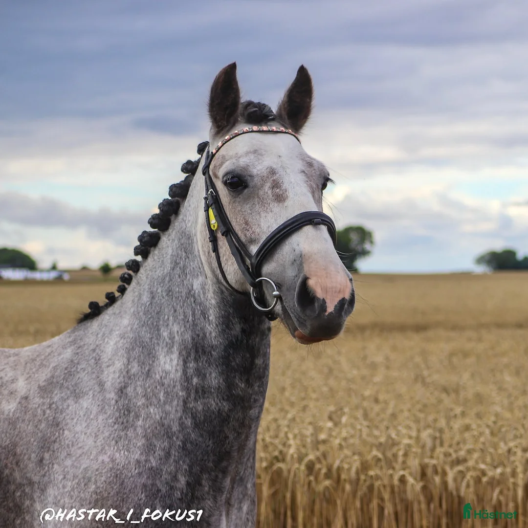 Allround hästar till salu: Charmig C-ponnyvalack - Annons 1