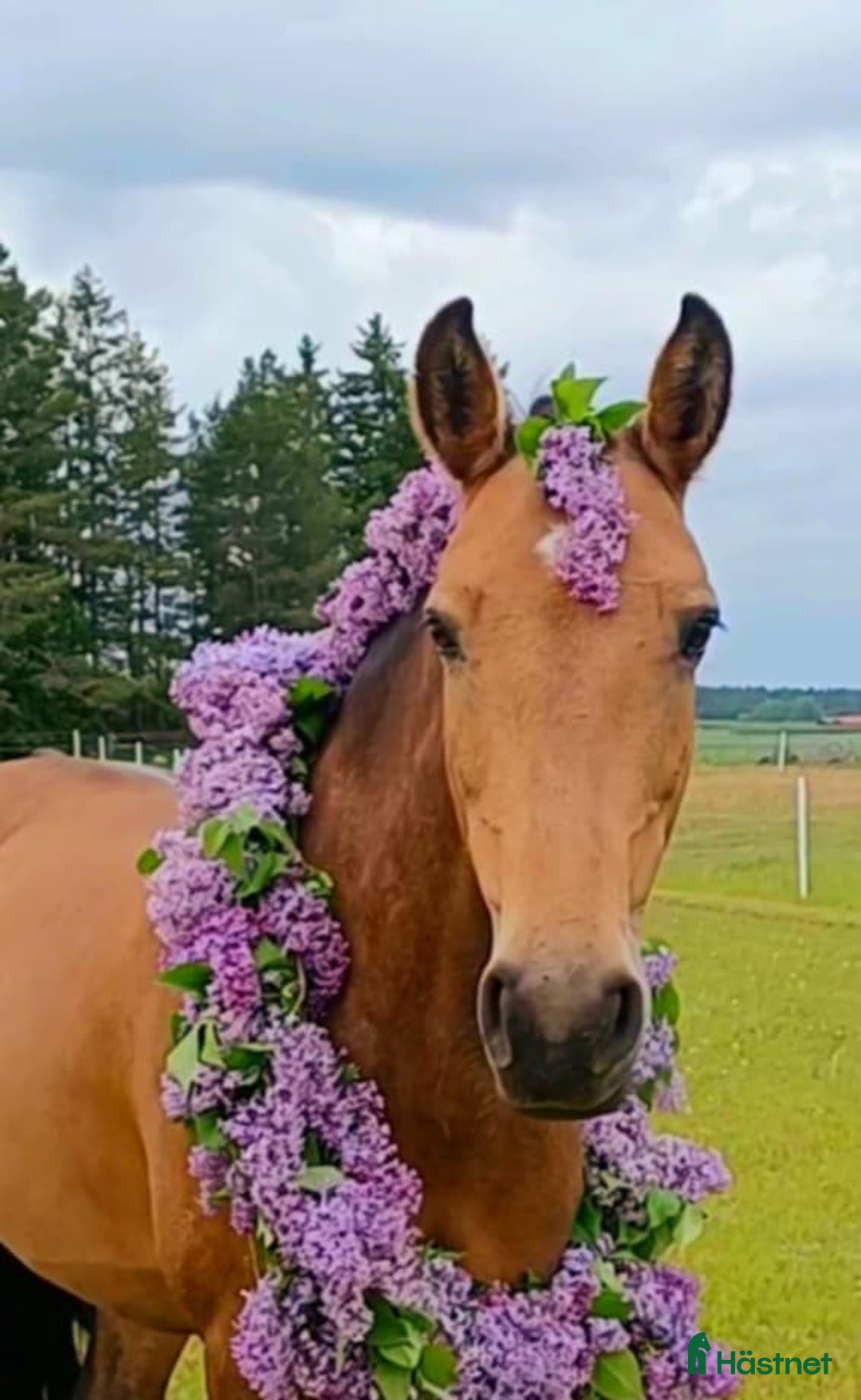 Fälttävlan hästar till salu: Fantastisk fälttävlansponny i Uppsala - Annons 7