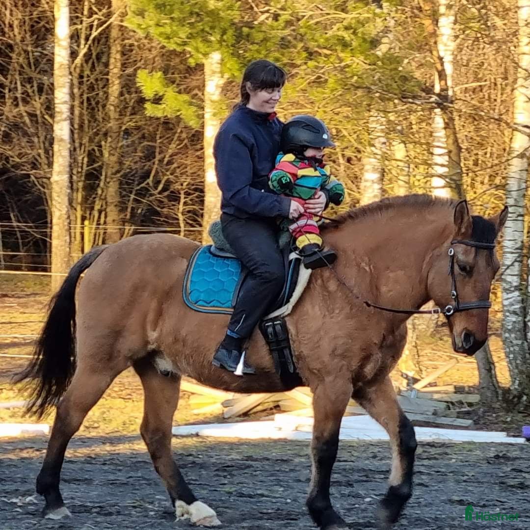  foderhäst finnes: Delfodervärd sökes i Ljungbyhed - Annons 6