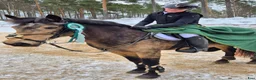  medryttarhäst finnes: Medryttare till tävlingsponnyer - Annons 3