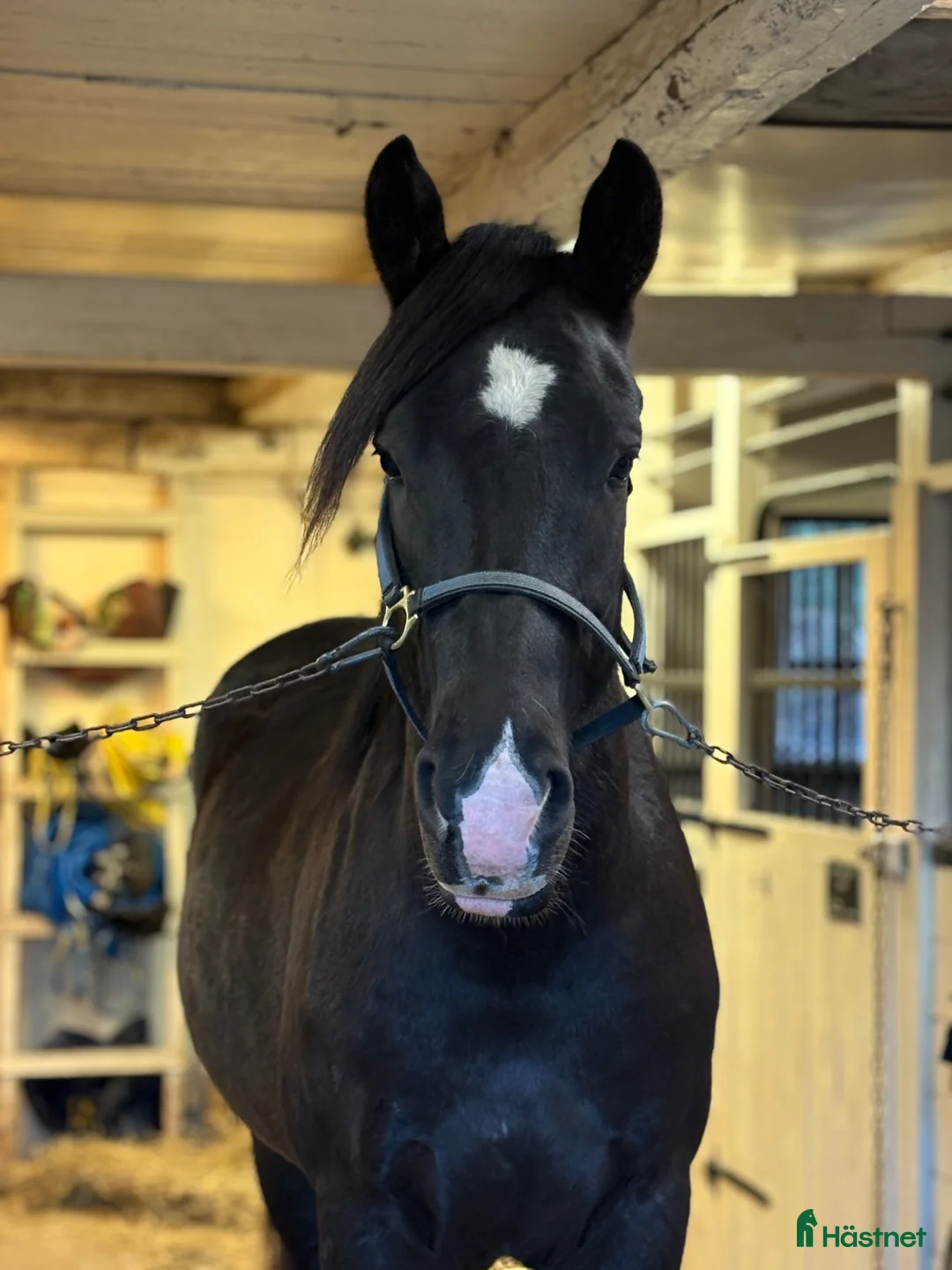 Allround hästar till salu: Trevlig kallblodsvalack till salu! i Eskilstuna - Annons 1