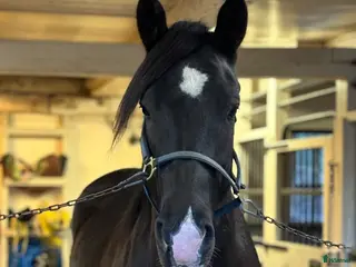 hästar Trevlig kallblodsvalack till salu! - Annons 2