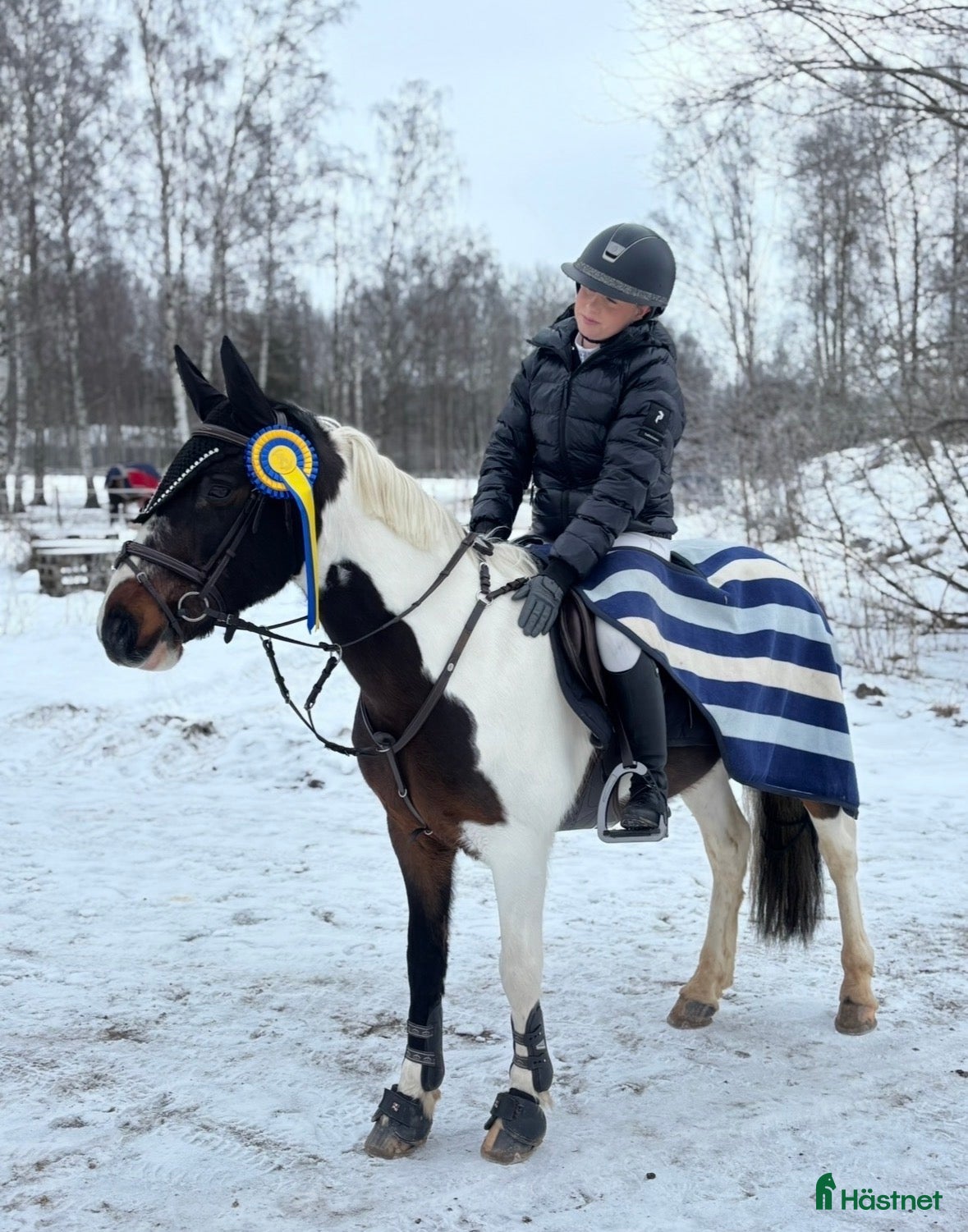 Hoppning hästar till salu: Snäll och trygg C-ponny - Annons 1