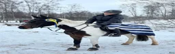 Hoppning hästar till salu: Snäll och trygg C-ponny - Annons 1