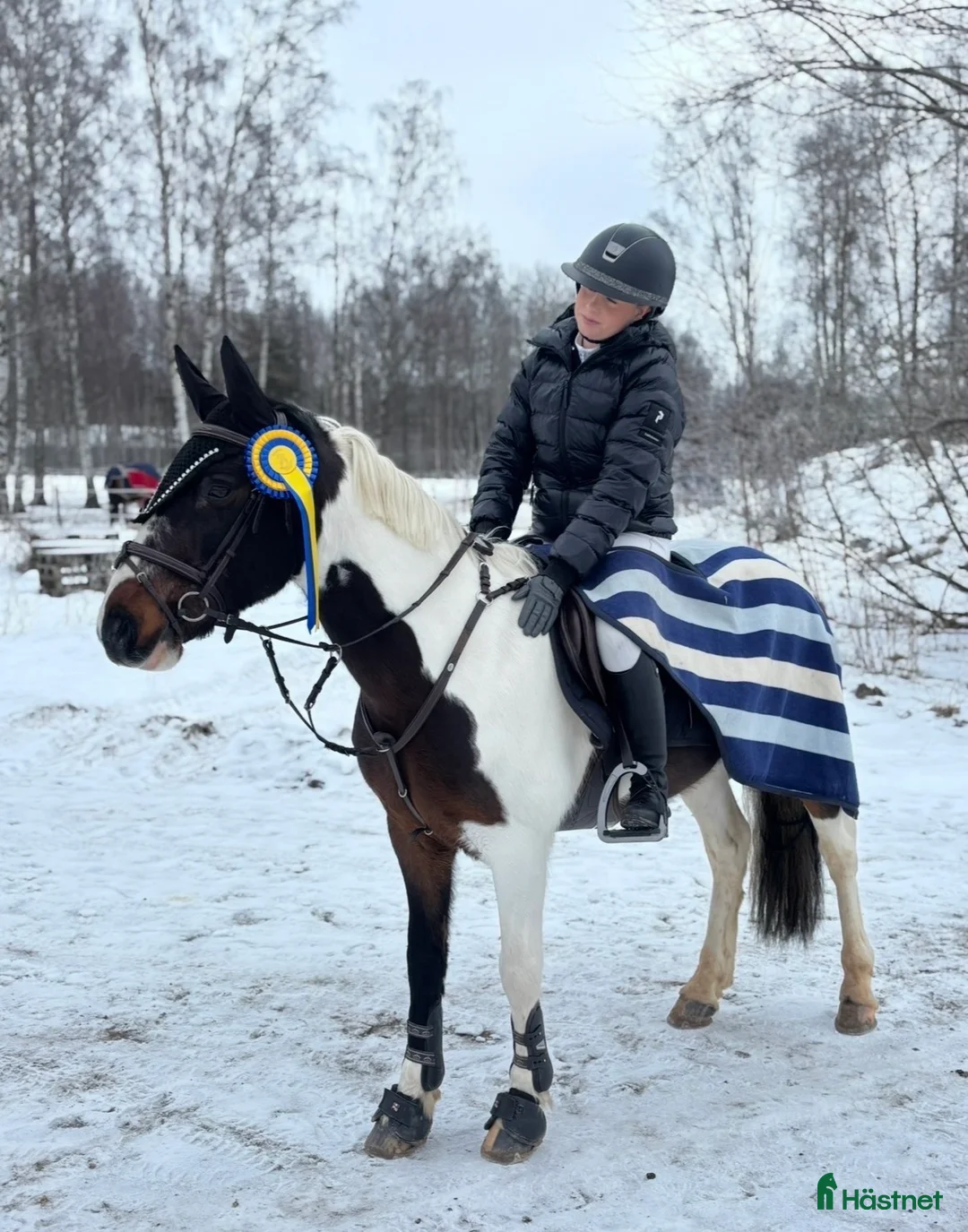 Hoppning hästar till salu: Snäll och trygg C-ponny - Annons 1