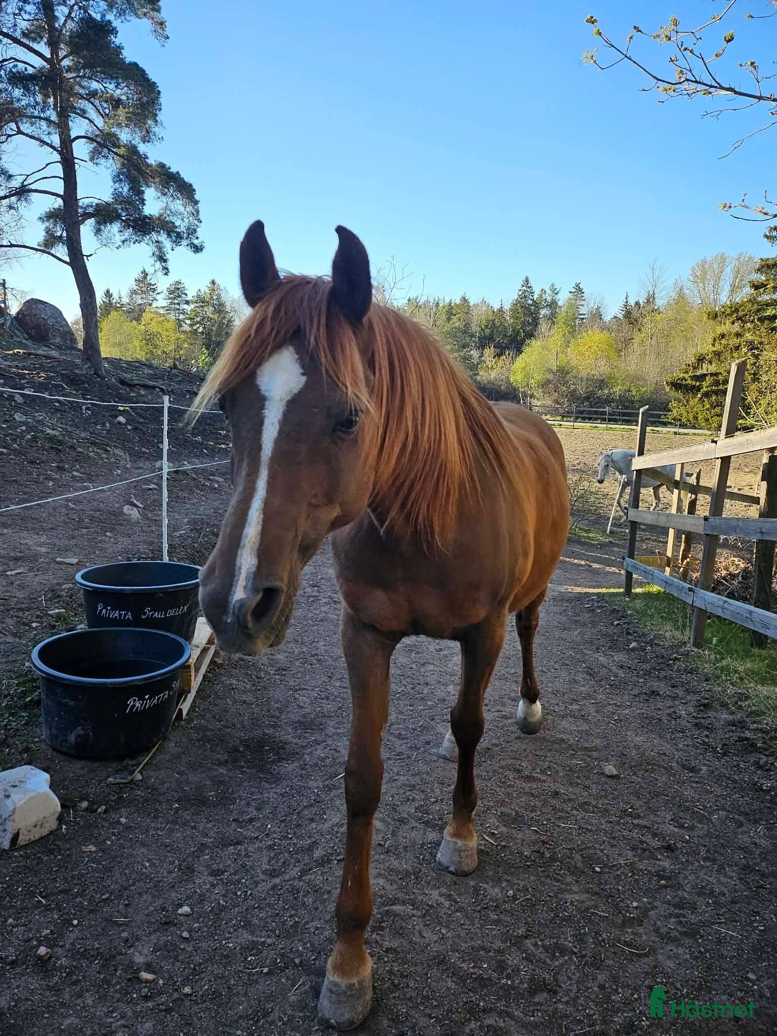  stallplats finnes: Stallplats i Upplands Väsby  - Annons 4