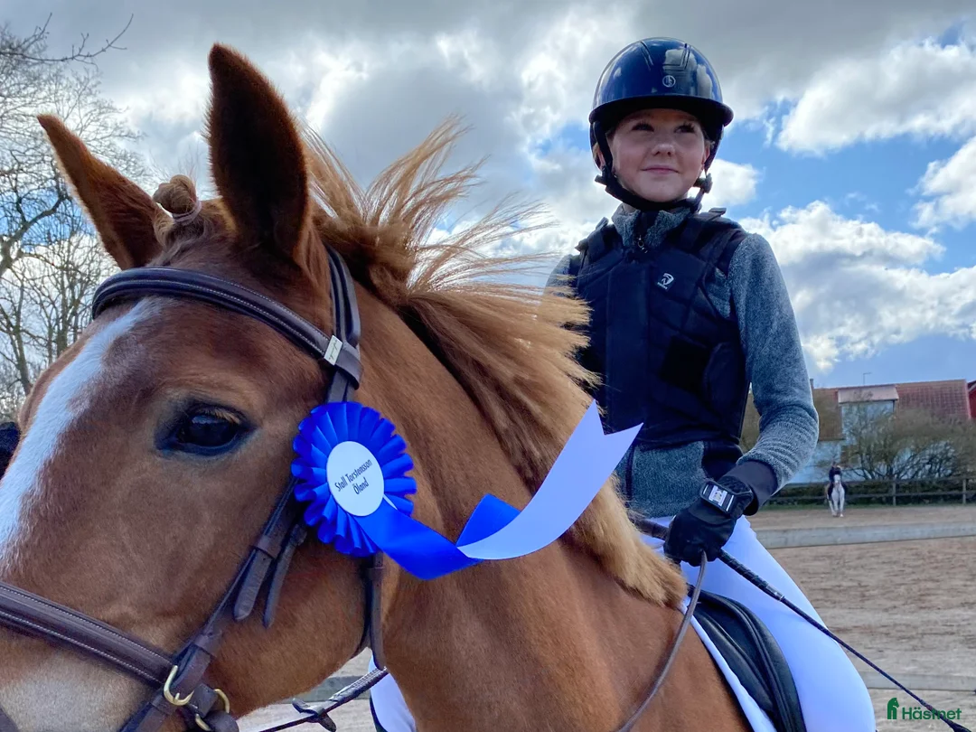 Allround hästar till salu: Äldre läromästare och bästa vän ❤️ - Annons 4
