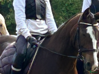 Allround hästar sökes: Foderhäst sökes - Annons 1