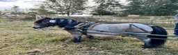 Körselar körning till salu: Bröstsele stl minishetland  - Annons 1