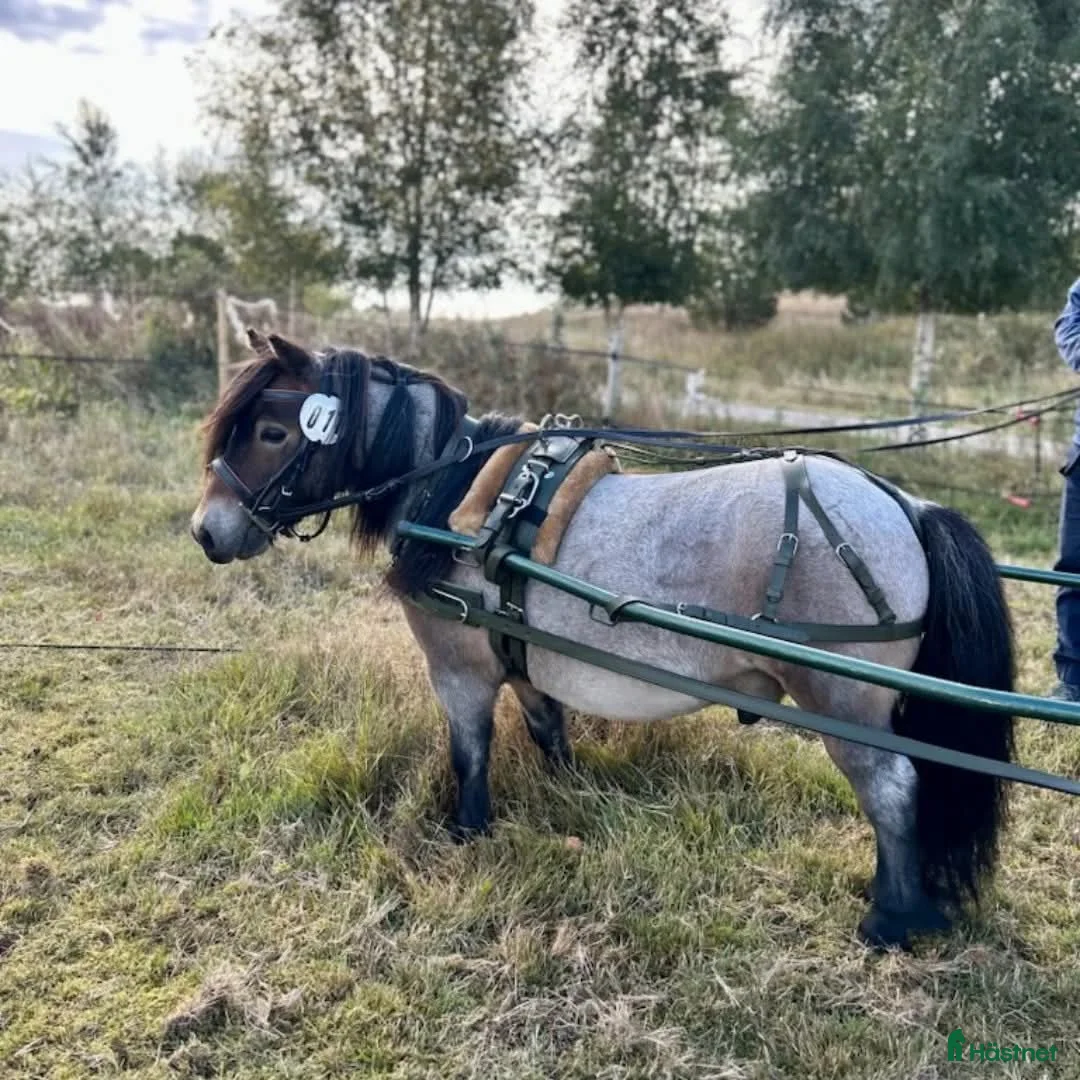 Körselar körning till salu: Bröstsele stl minishetland  - Annons 1