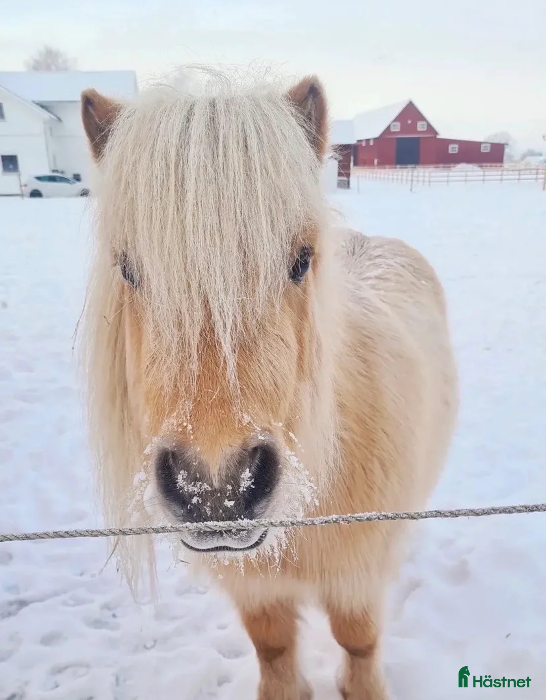 Allround hästar till salu: Världens bästa barnponny ♥️ - Annons 2
