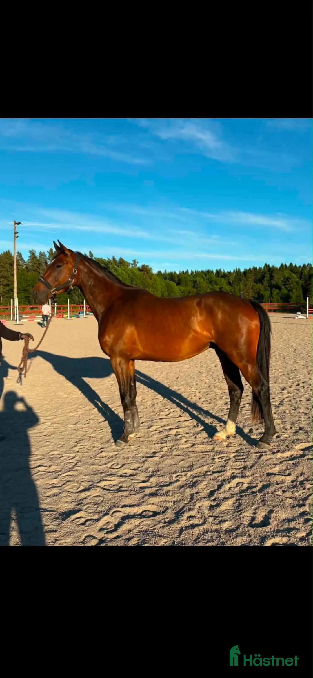 Hoppning hästar till salu: 3 årig valack Bengt Nabab-Cardento - Annons 2