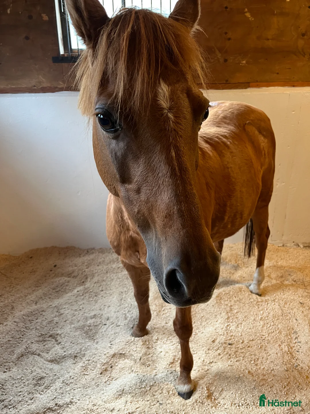 Allround hästar till salu: Charmig C-ponny söker sin nya bästa vän ❤️ i Lerum - Annons 2