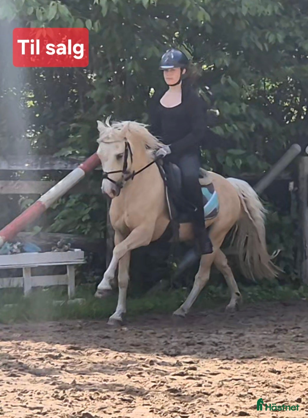 Allround hästar till salu: Talentfuld kat 3 pony med masser af potentiale  - Annons 3