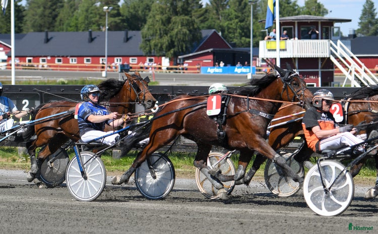 hästar i Boden - Annons 4