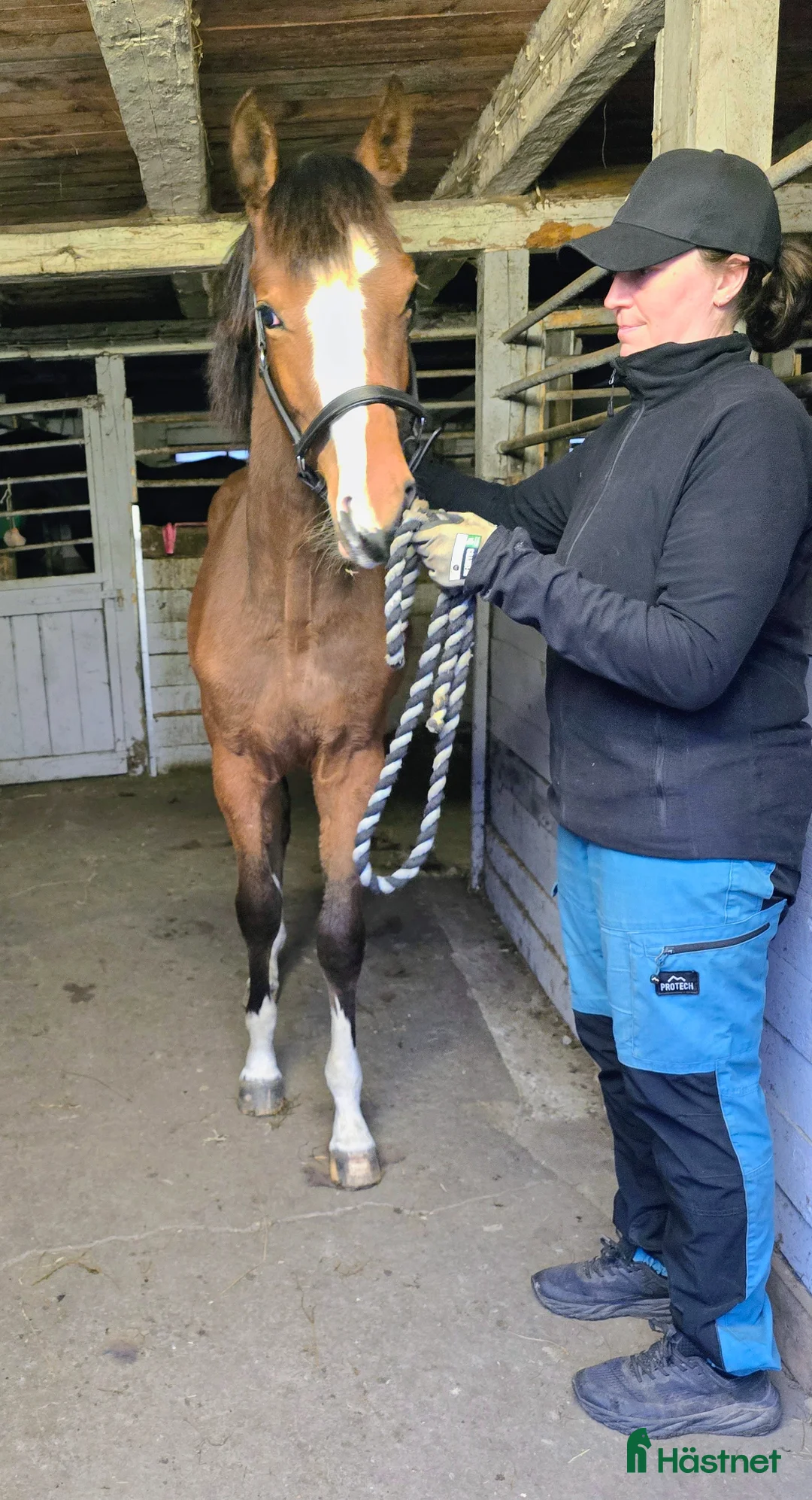 Hoppning hästar till salu: Im Extra EB - Guidam - Magini  f25 - Annons 2