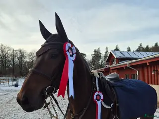 hästar Snygg valack söker ny ryttare - Annons 16