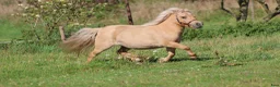 Allround hästar till salu: Palomino shetlandsponyhoppe - Annons 8