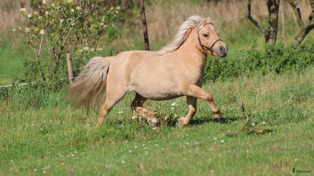 Allround hästar till salu: Palomino shetlandsponyhoppe - Annons 8