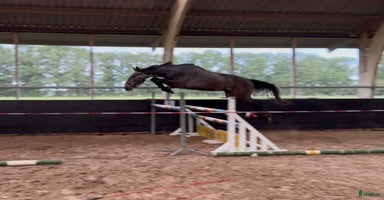  hästar i Limhamn - Annons 1