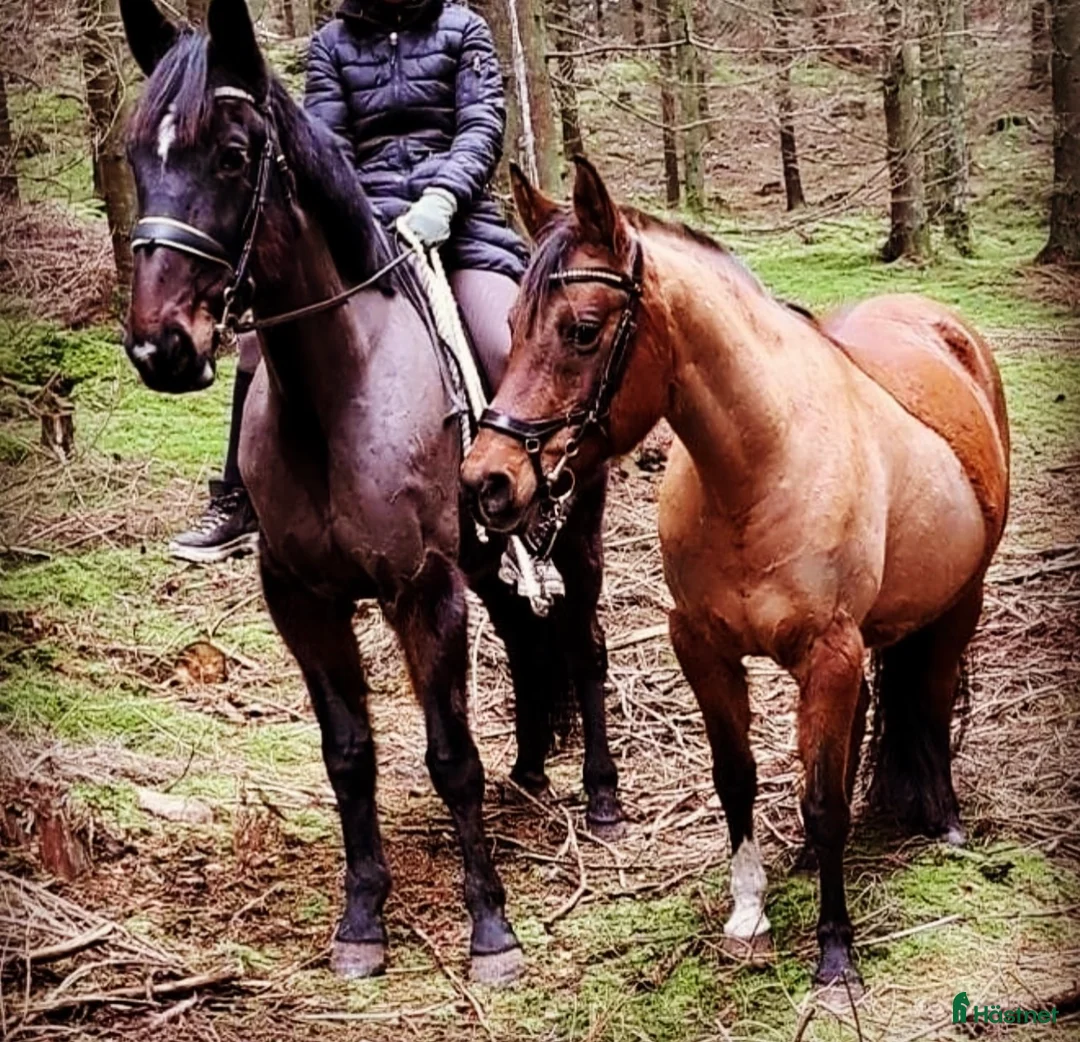 Sällskap hästar till salu: Sällskapshäst/hobby häst säljes - Annons 2