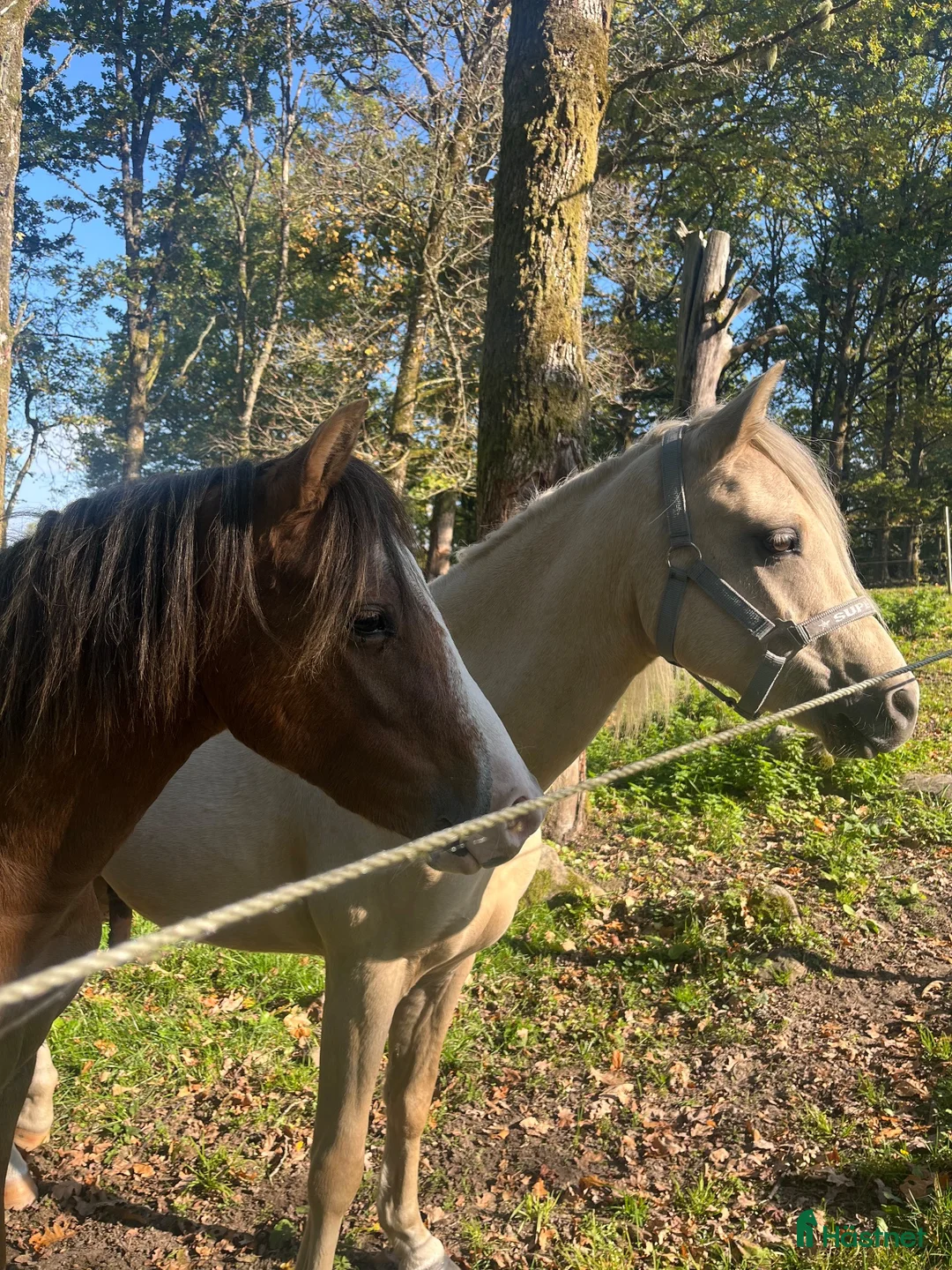 Allround hästar till salu: Ungponny med mycket utstrålning ⭐️ - Annons 2
