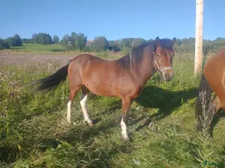 hästar 4 årig sto i Alsen - Annons 5