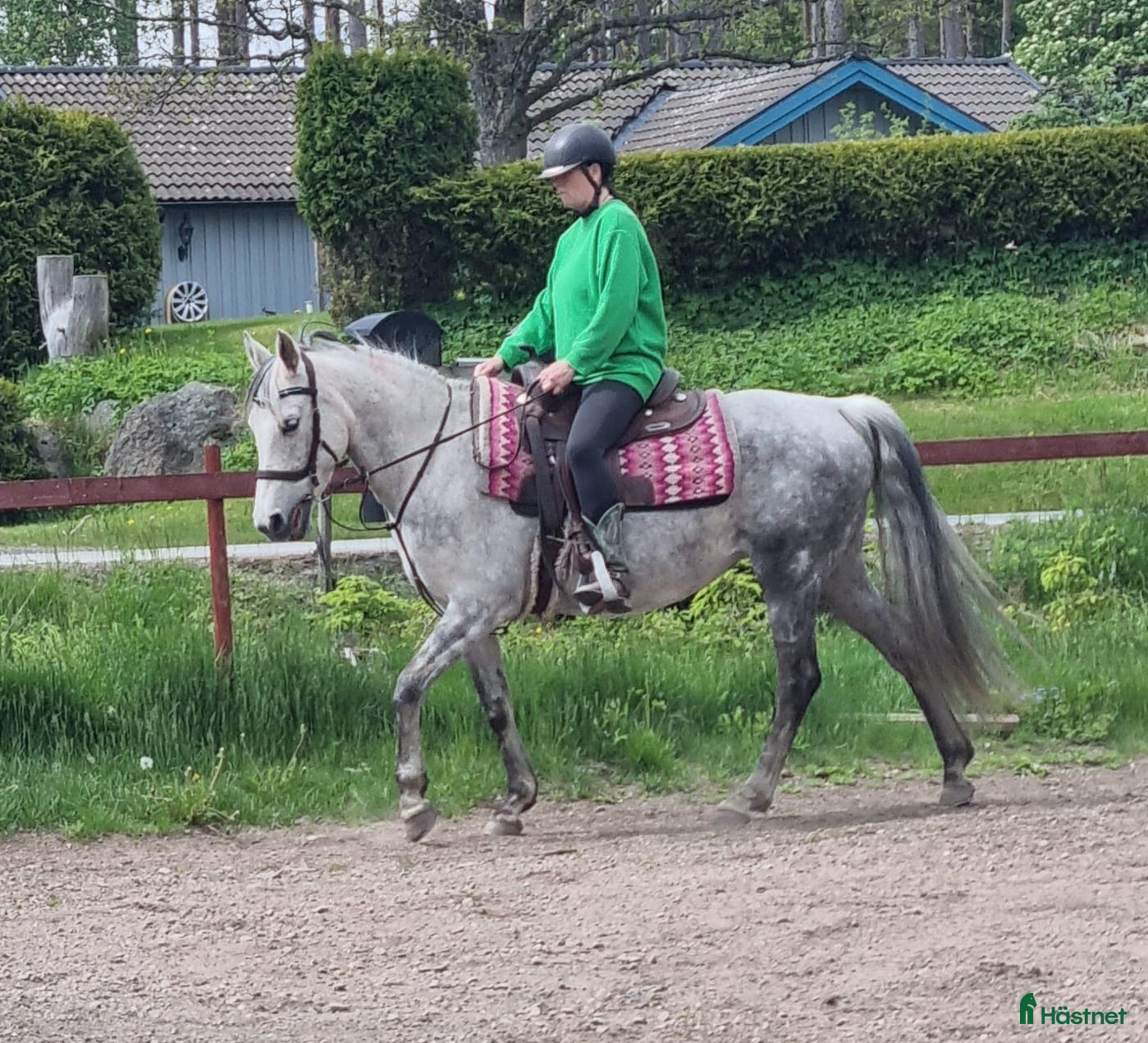  hästar Lusitano/Arab korsning sto f-2017 - Annons 16