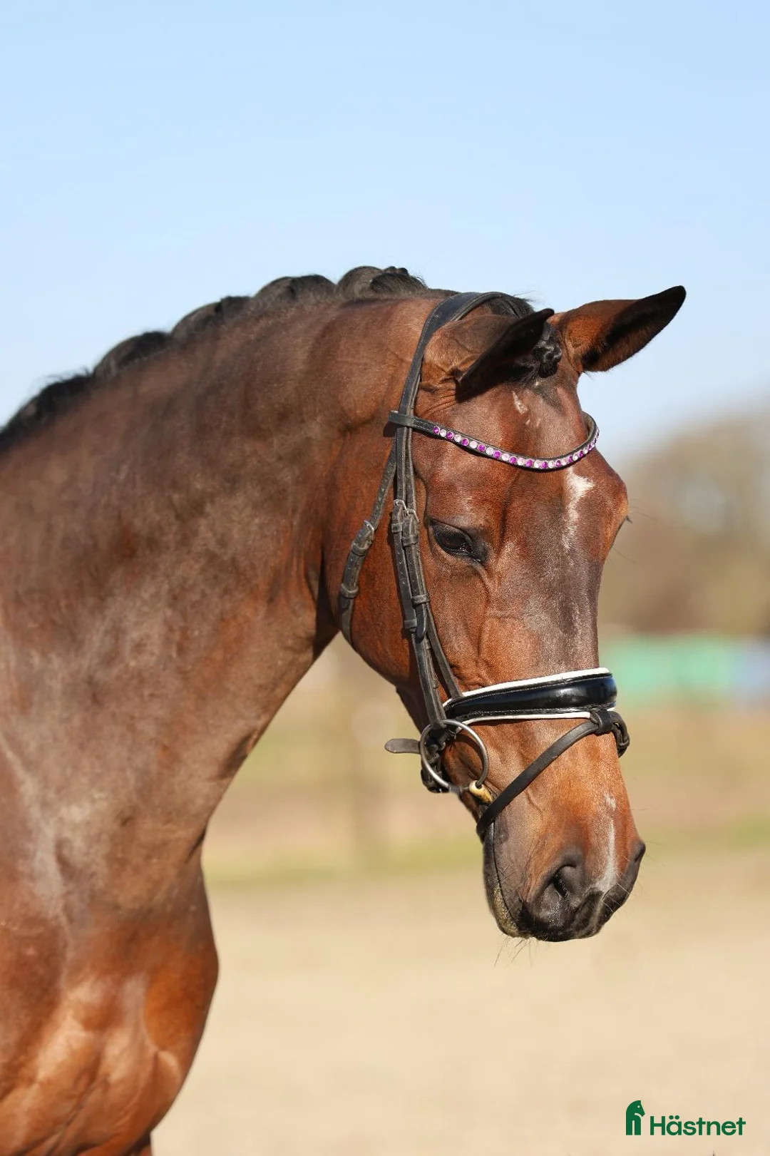 Hoppning hästar till salu: Kapabelt sto med bra karaktär  i Slöinge - Annons 1