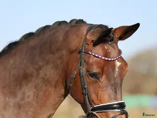 hästar Kapabelt sto med bra karaktär i Slöinge - Annons 9