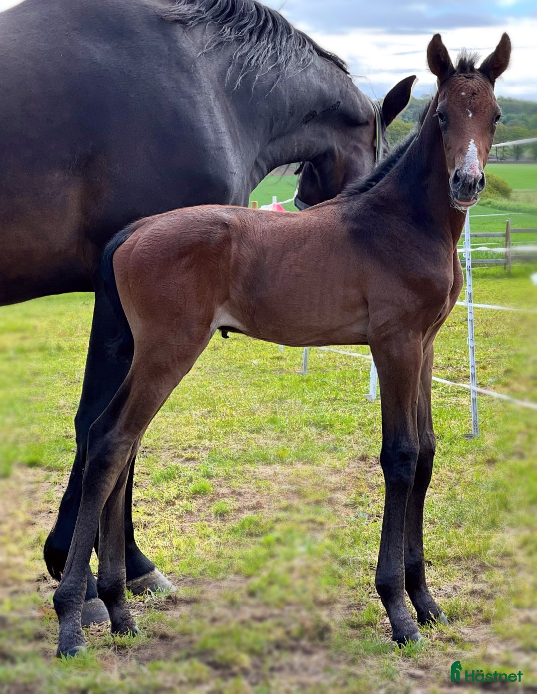 Hoppning hästar till salu: Lovande unghäst! SÅLD - Annons 18