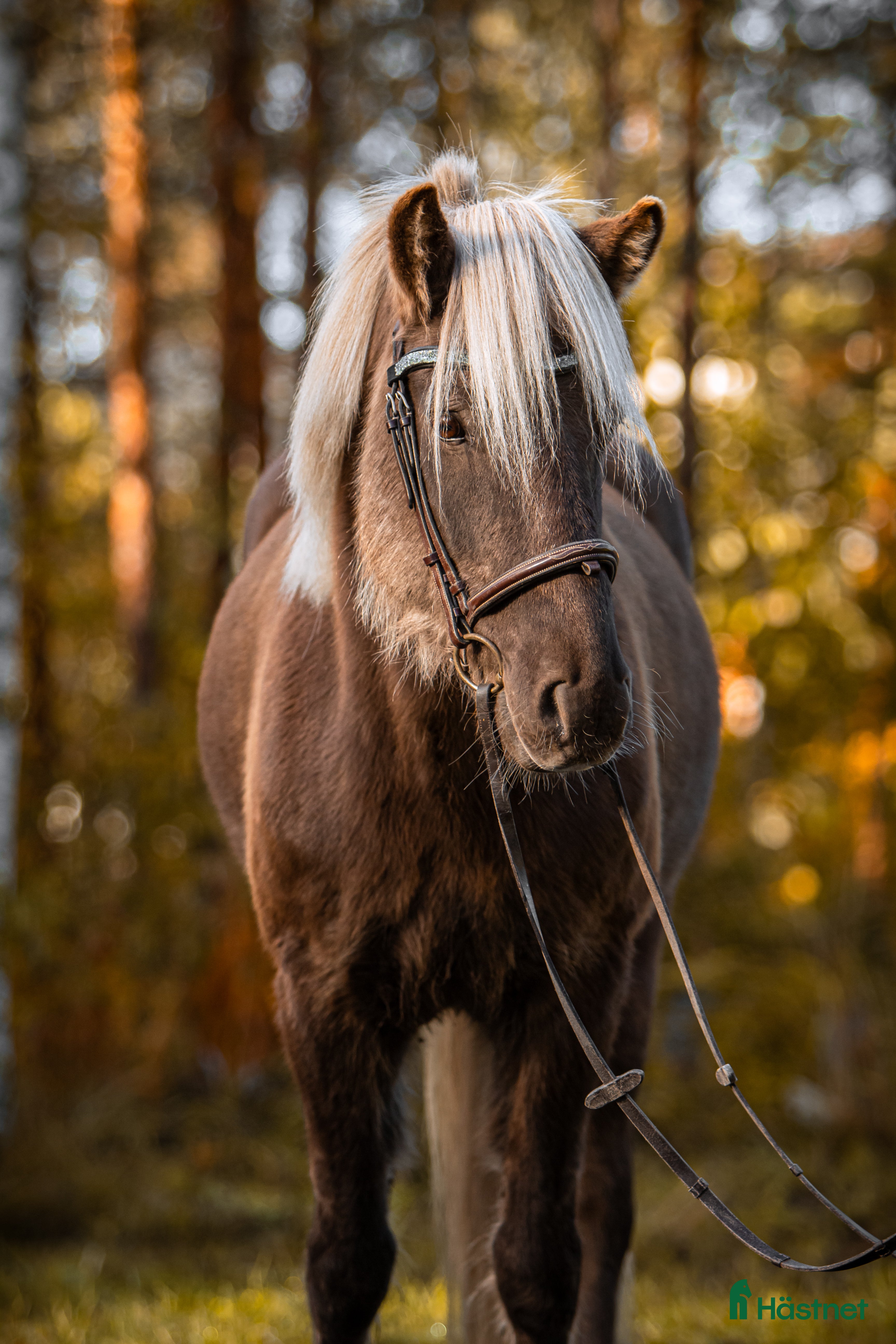  hästar Charmig kille söker nytt hem - Annons 18