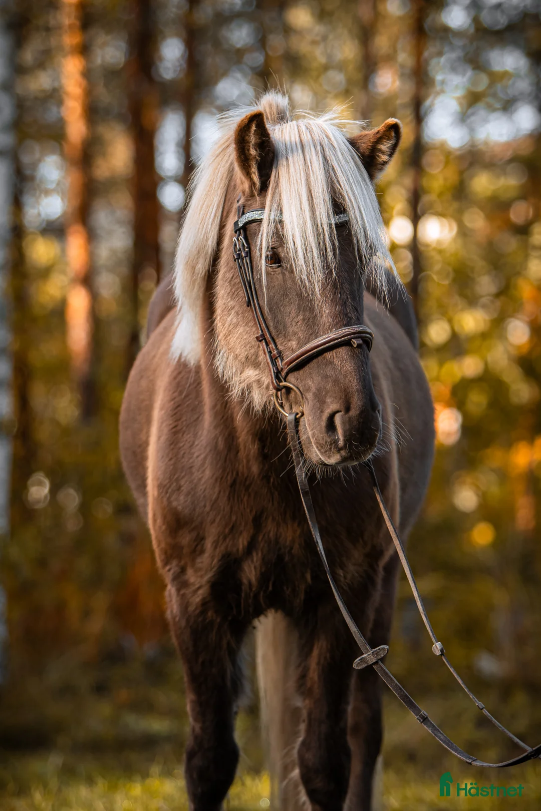 Island hästar till salu: Charmig kille söker nytt hem - Annons 1