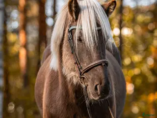 hästar Charmig kille söker nytt hem - Annons 18