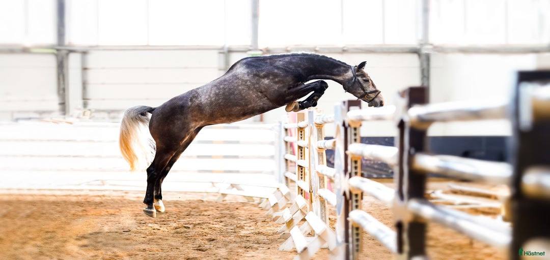 Galleribild {{count}}