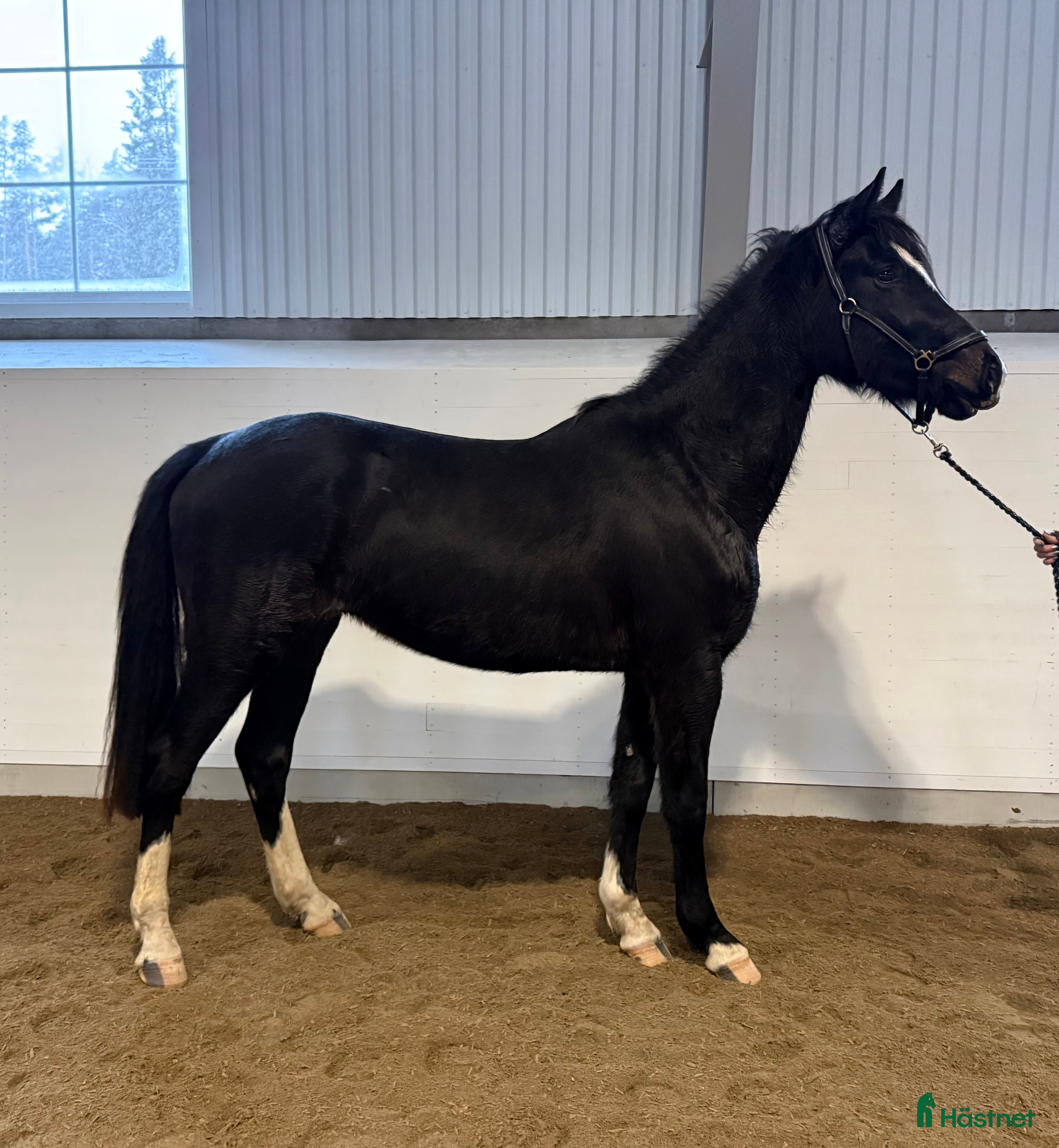  hästar Framtida stjärna! Redo för 3-årstestet i Rimbo - Annons 7