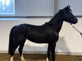 hästar Framtida stjärna! Redo för 3-årstestet i Rimbo - Annons 10